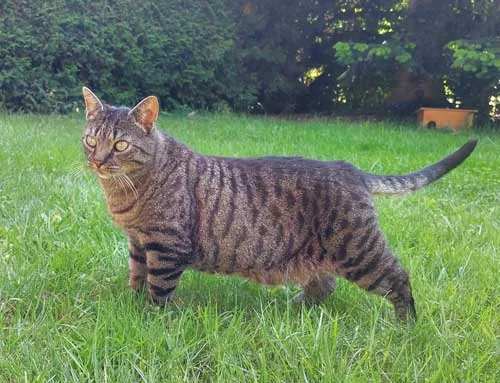 Tigerli